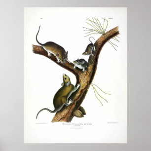 Poster Florida Rat (East Woodrat) por Audubon