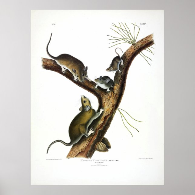Poster Florida Rat (East Woodrat) por Audubon (Frente)