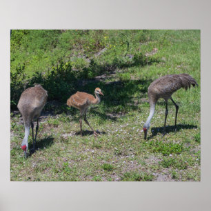 Poster Florida Sandhill Cranes a fotografia da família