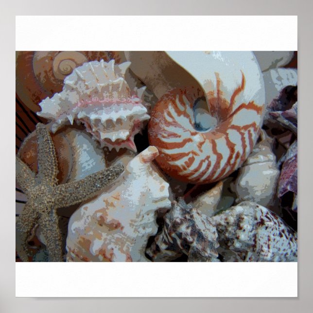 Poster Flórida Seashells (Frente)