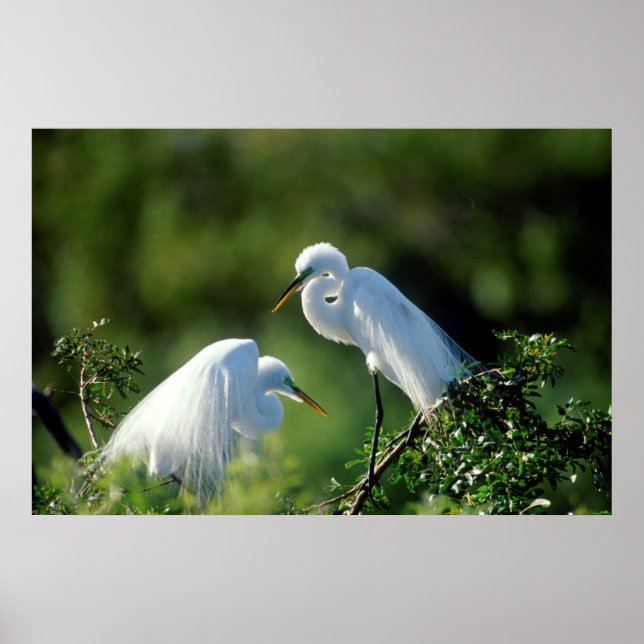Poster Flórida, Veneza, Santuário de Audubon, Egret Comum (Frente)
