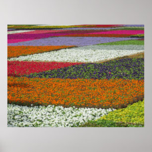 Poster Flower Carpet