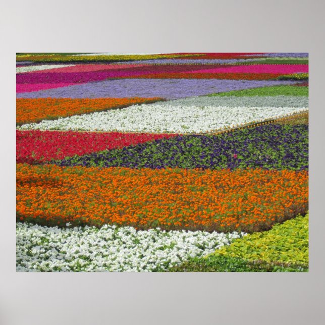 Poster Flower Carpet (Frente)