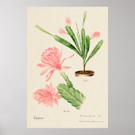 Poster Flower rosa Cactus Botanical Art