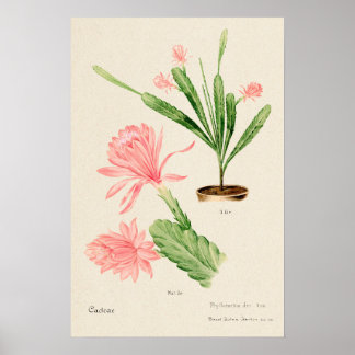 Poster Flower rosa Cactus Botanical Art