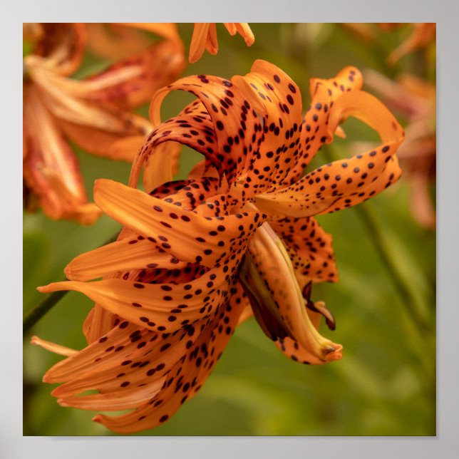 Poster Flowering Petals (Frente)
