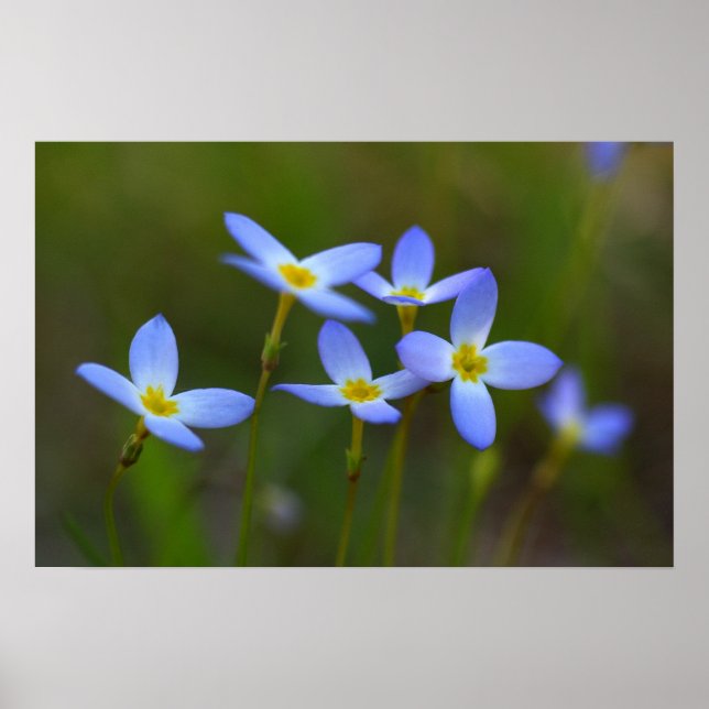 Pôster Flowers (Frente)