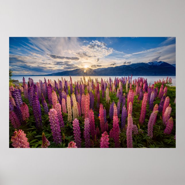 Poster Flowers | Lupines New Zealand (Frente)