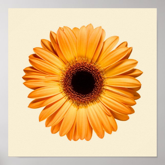 Poster Flowers | Orange Gerbera (Frente)