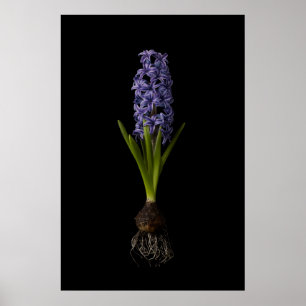 Poster Flowers   Purple Hyacinth Bulb