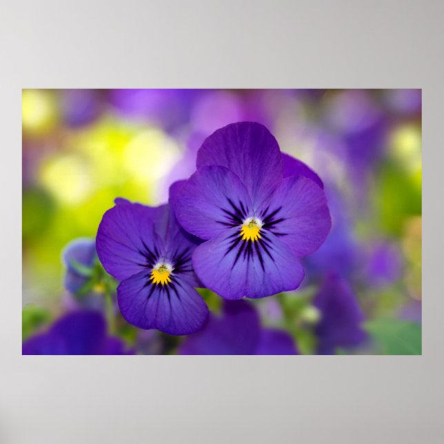 Poster Flowers | Purple Pansies (Frente)