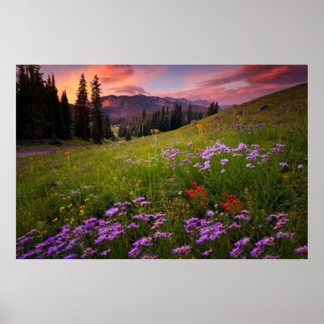 Poster Flowers | Purple Wildflowers Colorado (Frente)