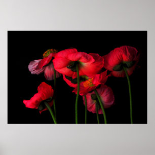Poster Flowers Red Poppies