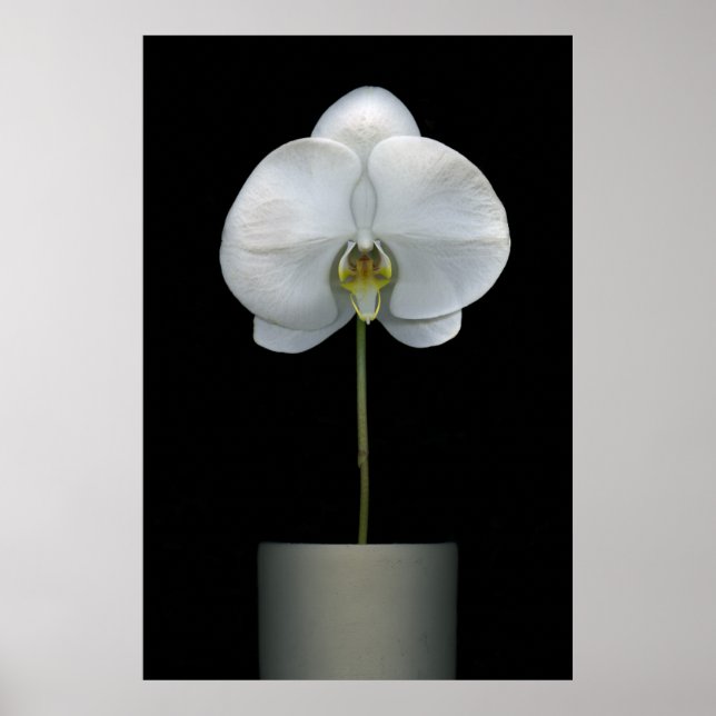 Poster Flowers | White Orchid Flower (Frente)