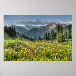 Poster Flowers Wildflowers Silverton Colorado