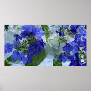 Poster Flox Forçado,