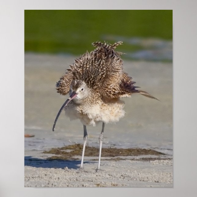 Pôster fluffy (Frente)