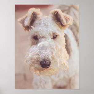 Poster Fluffy Airedale Welsh Terrier Tipo Cãozinho