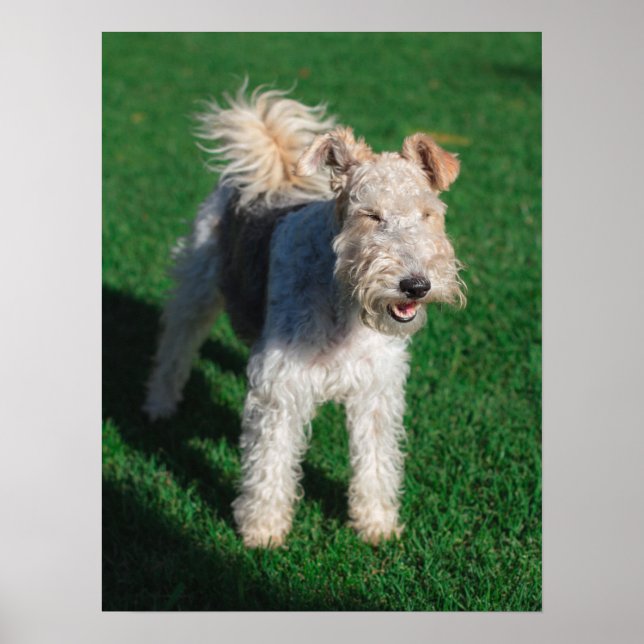 Poster Fluffy Airedale Welsh Terrier Tipo Cãozinho (Frente)