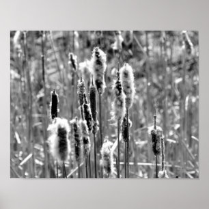 Pôster Fluffy Cattails Preto E Branco
