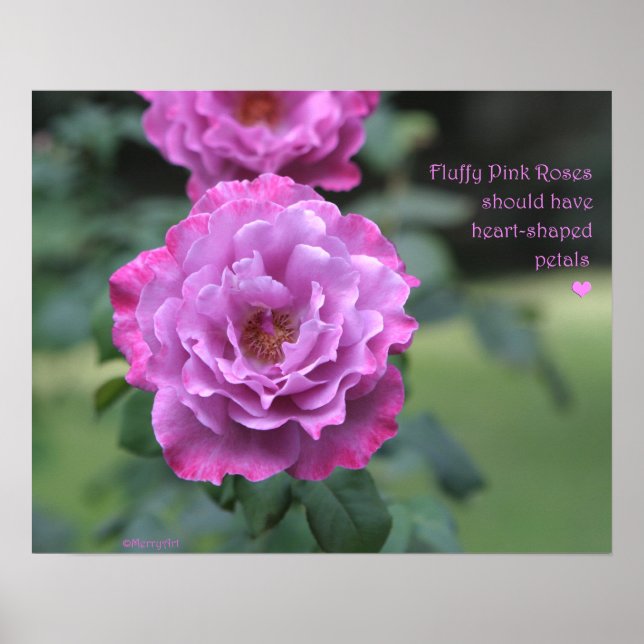 Poster Fluffy Pink Roses: ROSA e PROSE 20x16 (Frente)