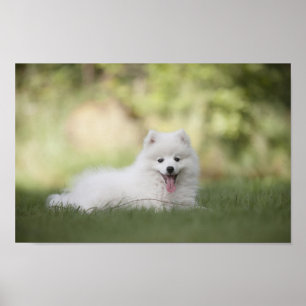 Poster Fluffy White Keeshond Puppy