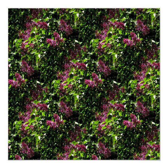 Pôster Fluindo Lilases..... (Frente)