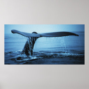 Poster Fluxo de Baleia