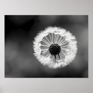 Poster Fluxo de dandelion - estilização a preto e branco