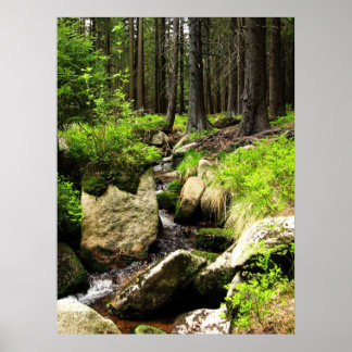 Pôster fluxo florestal