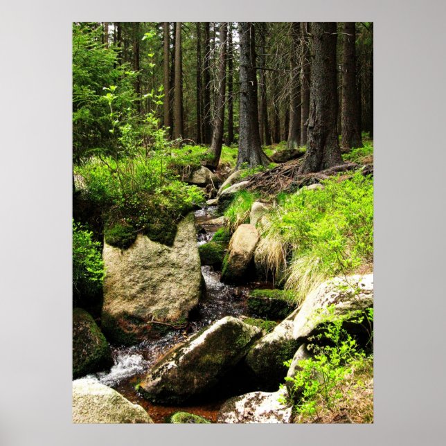 Pôster fluxo florestal (Frente)