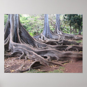 Pôster Fluxo Gnarly