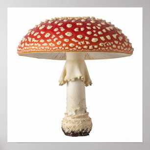 Poster Fly Agaric Mushroom