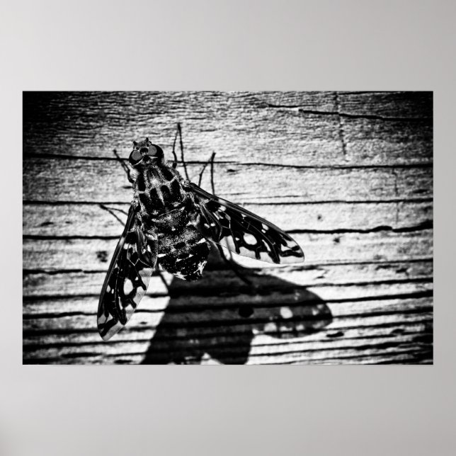 Poster fly back (Frente)