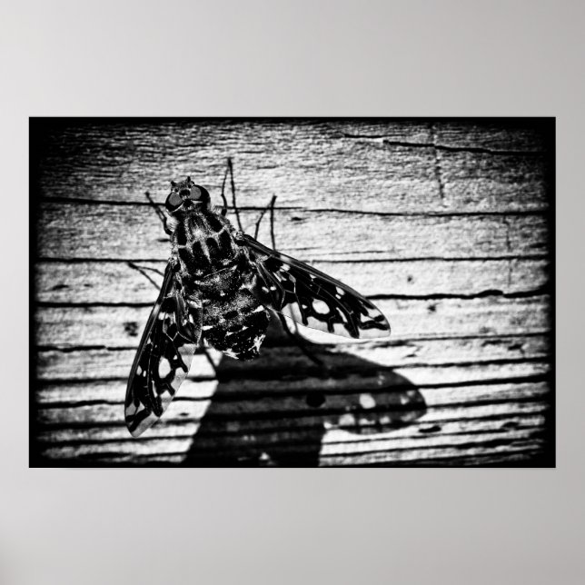 Poster fly back (Frente)