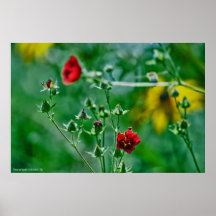 Fly-By in the Garden