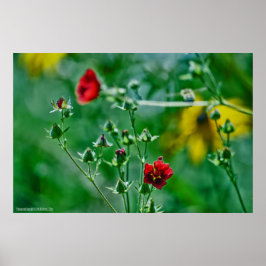 Pôster Fly-By in the Garden