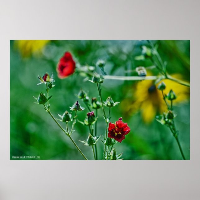 Pôster Fly-By in the Garden (Frente)