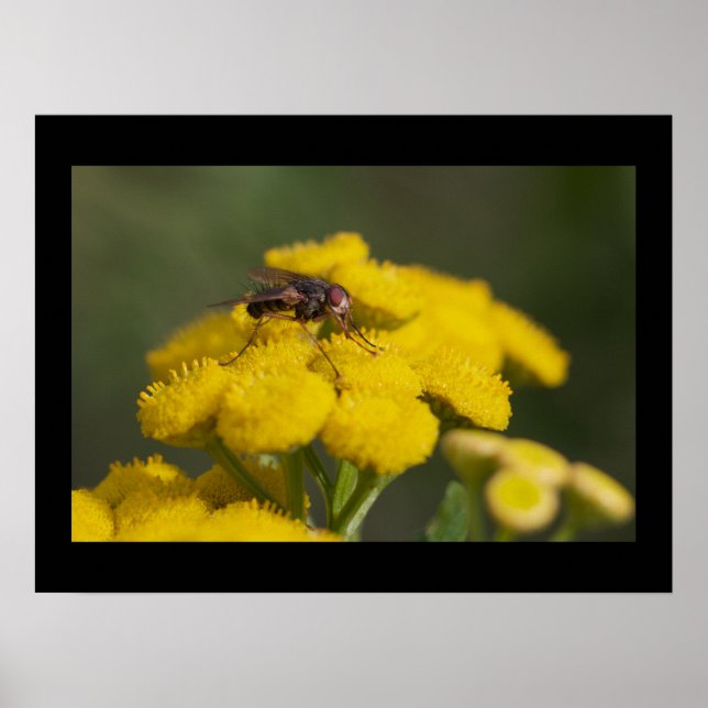 Poster Fly on Flower (Frente)