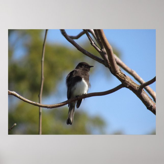 Poster - Flycatcher (Frente)