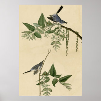 Poster Flycatcher Cinza Azul