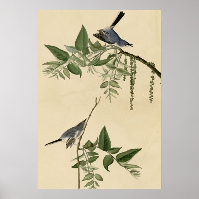 Poster Flycatcher Cinza Azul (Frente)
