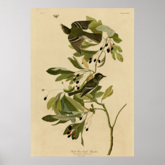Poster Flycatcher Pequeno Penteado Verde