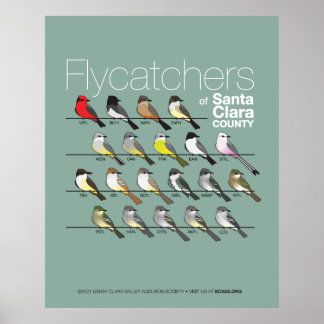 Poster Flycatchers de Papai noel Clara County