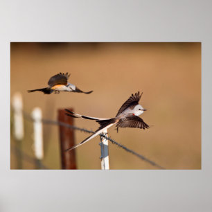 Pôster Flycatchers Scissor-Atados (Tyrannus Forficatus)