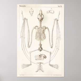 Pôster Flying Fox Bat Skeleton Veterinary Anatomy Print