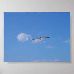 Pôster Flying Gull