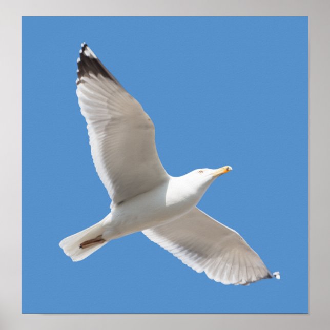 Poster Flying gull (Frente)