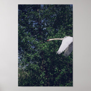 Poster Flying Swan Nature Bird Wild Life