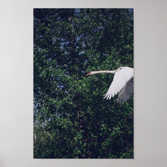 Poster Flying Swan Nature Bird Wild Life (Frente)